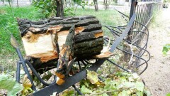 В Алматы деревья сохнут от безразличия со стороны хозяев города