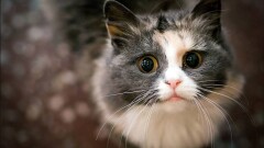 Спасение кошки из затопленного двора в Темиртау растрогало соцсети