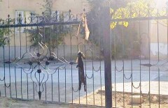 Полицейские нашли детей, замучивших до смерти кролика в Актау 