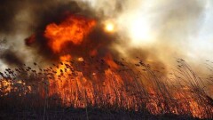 В Атырауской области горит камыш вдоль Каспия. Пожарные не могут подобраться к огню