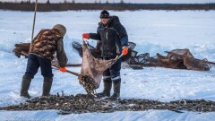 Минсельхоз предложил ужесточить наказание за браконьерство и вырубку леса