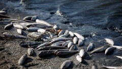 В Атырау после гибели рыбы проверили воду в Урале. Она оказалась безопасной