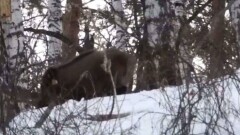 Четыре диких кабана попали в объектив камеры фотографа на Кок-Жайляу