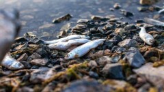Восемь тонн красной рыбы погибло в садковом хозяйстве Атырауской области 