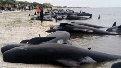 Более 400 китов выбросилось на берег в Новой Зеландии 