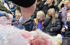В зоопарке Дании вновь распотрошили льва перед детьми