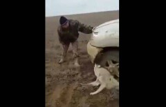 Жестокие издевательства казахстанцев над волком сняли на видео