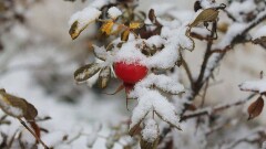 Снег, метель и гололедица ожидаются 27 ноября на большей части Казахстана