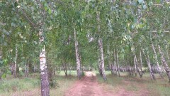 Вырубку берёзовой рощи в Карагандинской области объяснили экономической выгодой