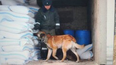 Пёс Сэм обнаружил четыре тонны контрафактного спирта в Актюбинской области