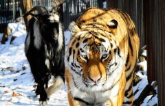 Козёл Тимур выгнал тигра Амура из убежища во время снегопада 