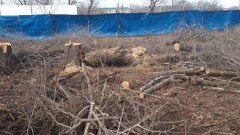 За незаконную вырубку деревьев алматинская фирма посадит несколько сотен саженцев
