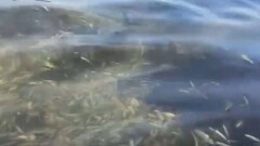 Причиной гибели мальков в озере Бурабай назвали большое скопление рыбы в одном месте