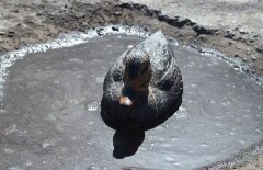В лужах на карагандинских дорогах плавают утки и корабли