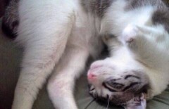 Двуногая кошка стала звездой Instagram