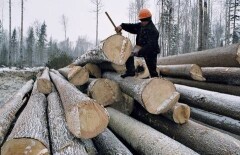 Древесные баталии