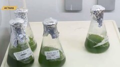 Казахстанские студенты "научили" водоросли обезвреживать токсичный хром