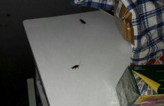Тараканов в роддом приносят родственники рожениц - перинатальный центр Актау
