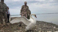 Нескольких отбившихся от стаи лебедей спасли в Мангистауской области