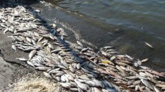 Казахстанцы за полчаса собрали деньги на журналистское расследование гибели рыбы в Атырау