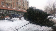 Бизнесмена, срубившего два возрастных дерева в Алматы, заставят высадить 20 деревьев
