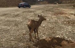 Экскаваторщик спас двух оленят, утонувших в грязи