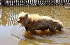 Собаки ждут своих хозяев в затопленных домах в Оразаке 