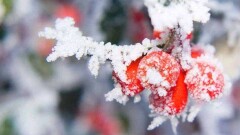 Прогноз погоды на 11 декабря: туман и гололёд ожидается на большей части территории РК