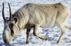 Скупщика сайгачьих рогов будут судить в Костанае