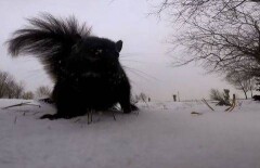 Белка сняла документальный фильм о своей жизни на GoPro