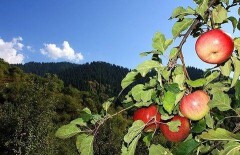 Байбек сделает из Алматы город-сад