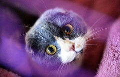 Сползающий по ступенькам кот покорил интернет