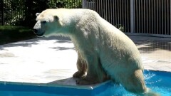 Белый медведь из зоопарка Алматы полчаса не мог поверить, что переезжает из ржавой клетки