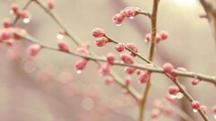 Прогноз погоды на 25 мая: на большей части территории страны пройдут дожди