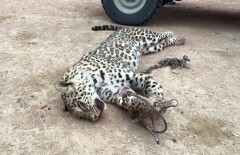  За убийство леопарда в Мангистауской области виновным грозит 3 года колонии