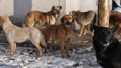 Массового отлова бродячих животных в связи с ЭКСПО не будет – акимат Астаны