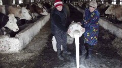 Сельчане ЗКО уничтожают молоко из-за неизвестной болезни 