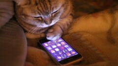В Астане создали чат-бот по ветеринарному сервису для домашних животных