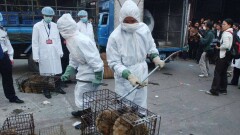 Коронавирус вышел не из Уханя? Учёные нашли пять начальных точек распространения Covid-19