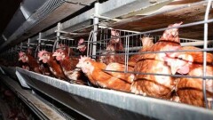Минсельхоз: В СКО произошла вспышка птичьего гриппа