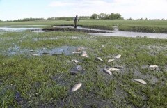 Карасей собирают руками в Костанайской области