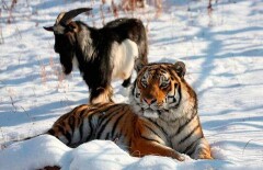 Из отношений тигра Амура и козла Тимура сделают реалити-шоу