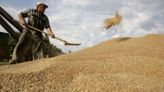 В шесть раз вырос объём биржевых сделок по зерну в Казахстане