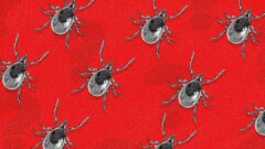 Как защитить себя и своего домашнего питомца от клещей