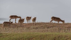 Фермеры Акмолинской области жалуются, что сайгаки вытаптывают будущий урожай пшеницы