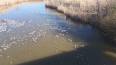 В резервате "Акжайык" Атырауской области погибло 3,7 тонны рыбы