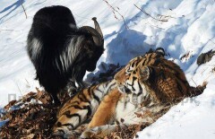 Тигр Амур напал на козла Тимура, ранив его