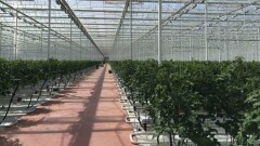 Теплицу с аквариумом строят южнокорейские инвесторы в Жамбылской области