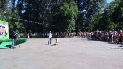 Жители Талдыкоргана потребовали открыть приют для бездомных животных