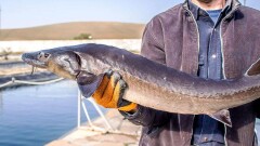 Учёные предложили метод защиты осетра от браконьеров